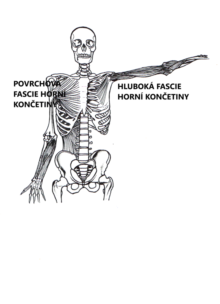 Bolest ramene - martinafallerova.cz