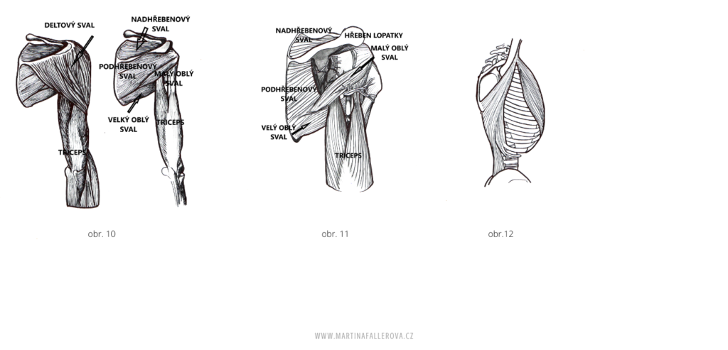 Bolest ramene, impingement syndrom, bursitida - martinafallerova.cz