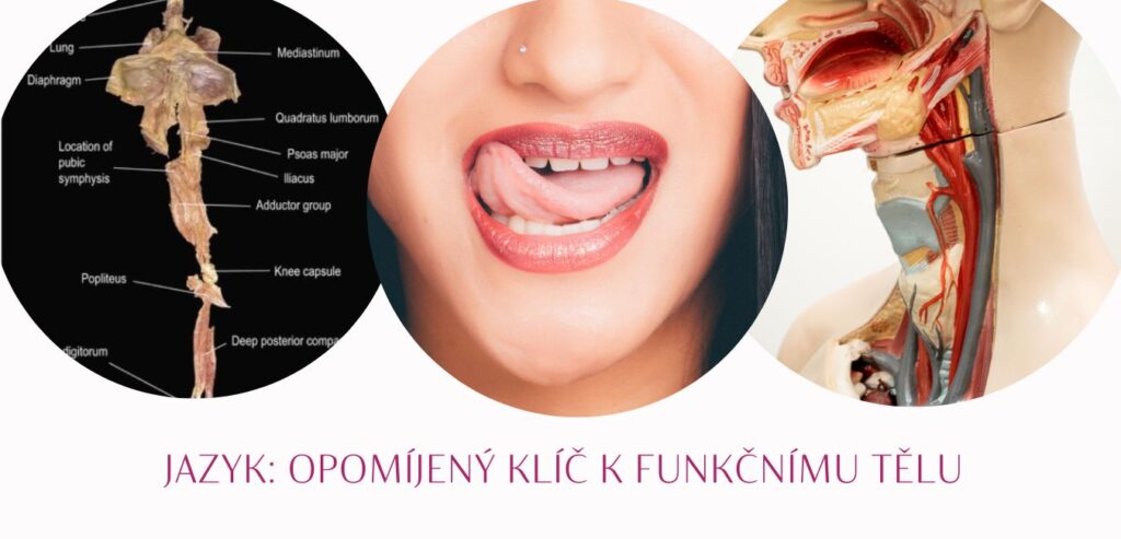 Jazyk - klíč k volné krční páteři - martinafallerova.cz